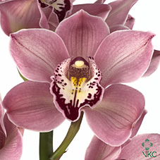 Срезанные цветы оптом Cymbidium pink jet set от 8шт. из Голландии с доставкой по России