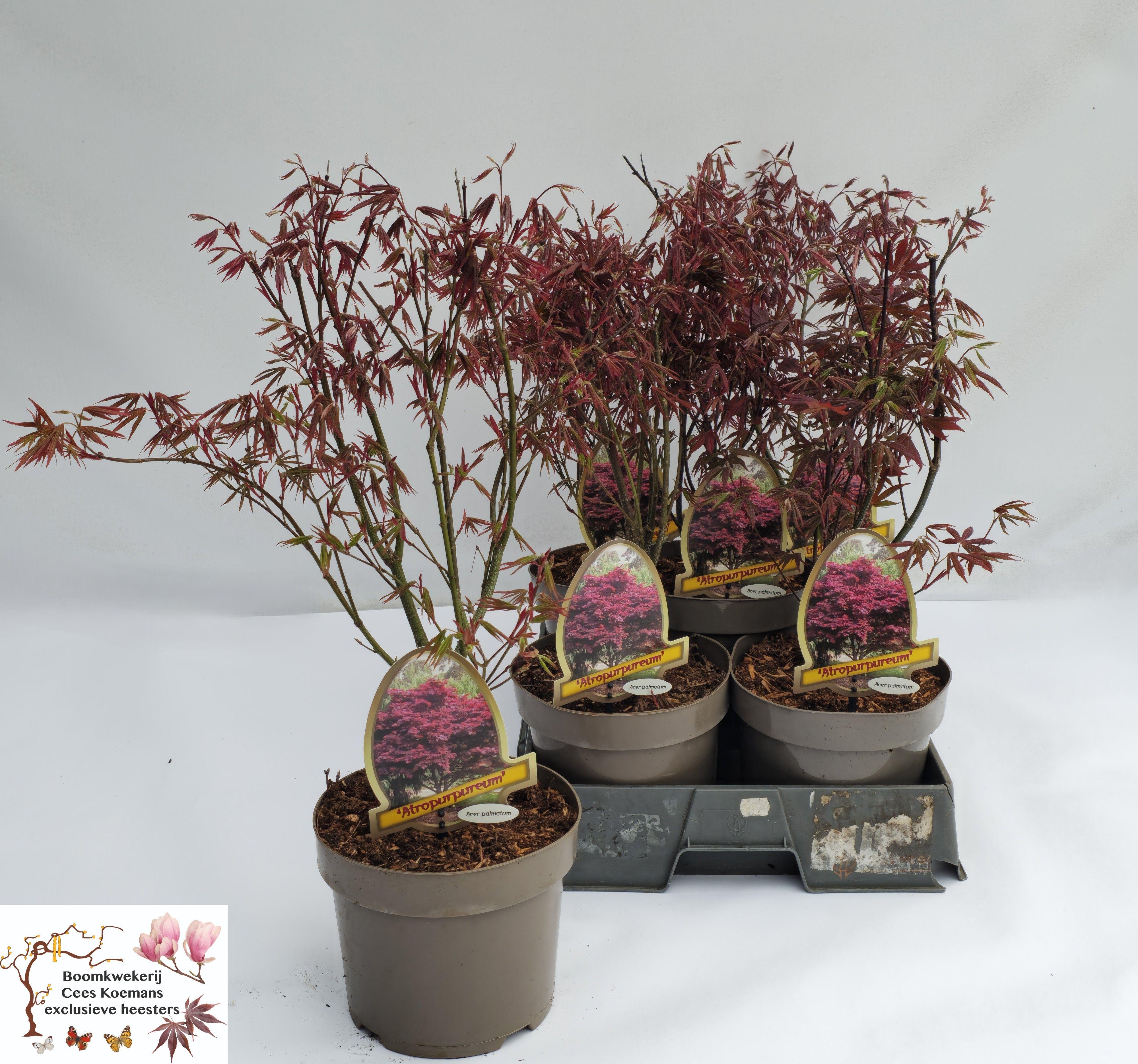 Горшечные цветы и растения оптом Acer Pa Atropurpureu от 5шт из Голландии с доставкой по России