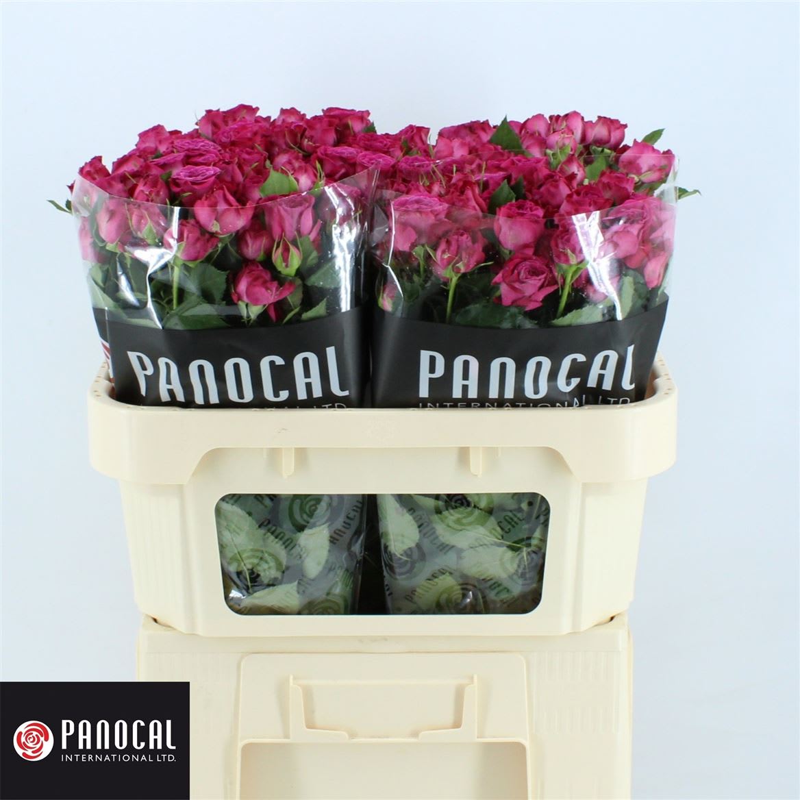 Срезанные цветы оптом Rosa spray royal magic от 40шт из Голландии с доставкой по России