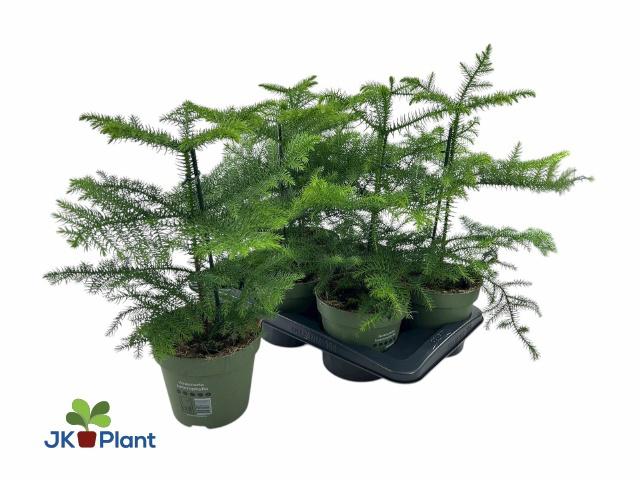 Горшечные цветы и растения оптом Arau Heterophyl от 6шт из Голландии с доставкой по России