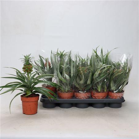 Горшечные цветы и растения оптом Ananas Mix Spring Deal от 10шт из Голландии с доставкой по России