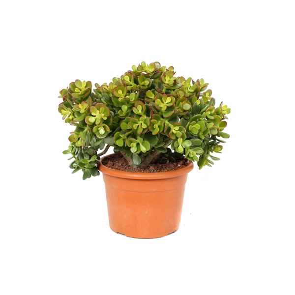 Горшечные цветы и растения оптом Crassula Minor Canarias от 1шт из Голландии с доставкой по России