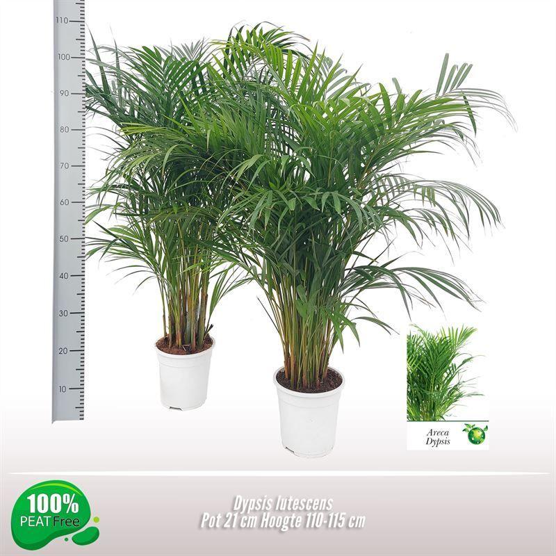 Горшечные цветы и растения оптом Dypsis Lutescens от 1шт из Голландии с доставкой по России