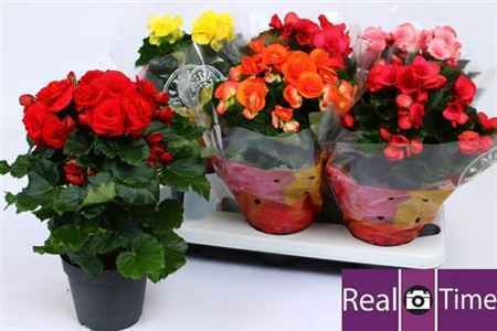 Горшечные цветы и растения оптом Begonia Du Mix (ten Have) от 6шт из Голландии с доставкой по России