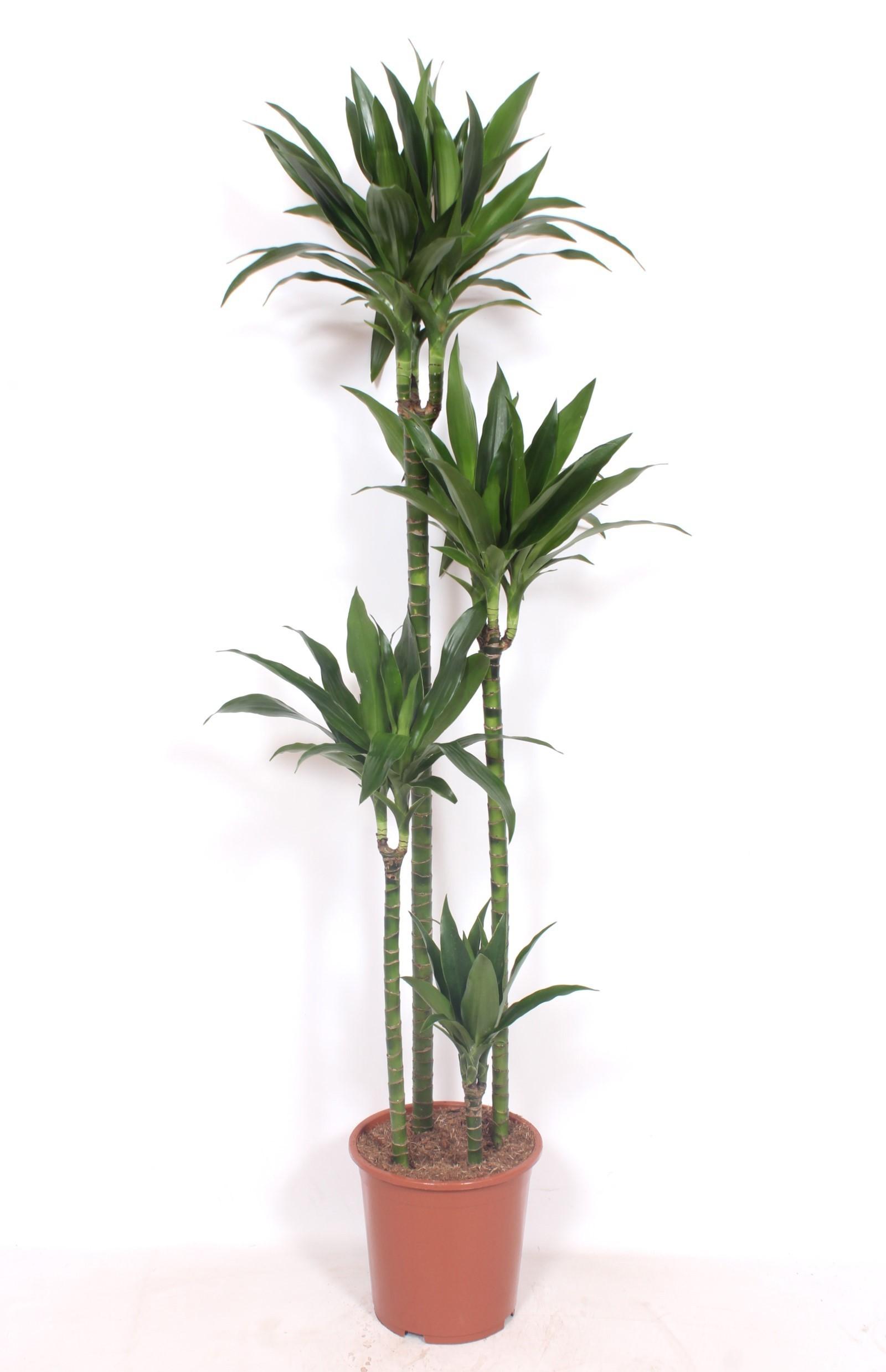Горшечные цветы и растения оптом Dracaena Janet Craig 120-90-60-30 от 1шт из Голландии с доставкой по России