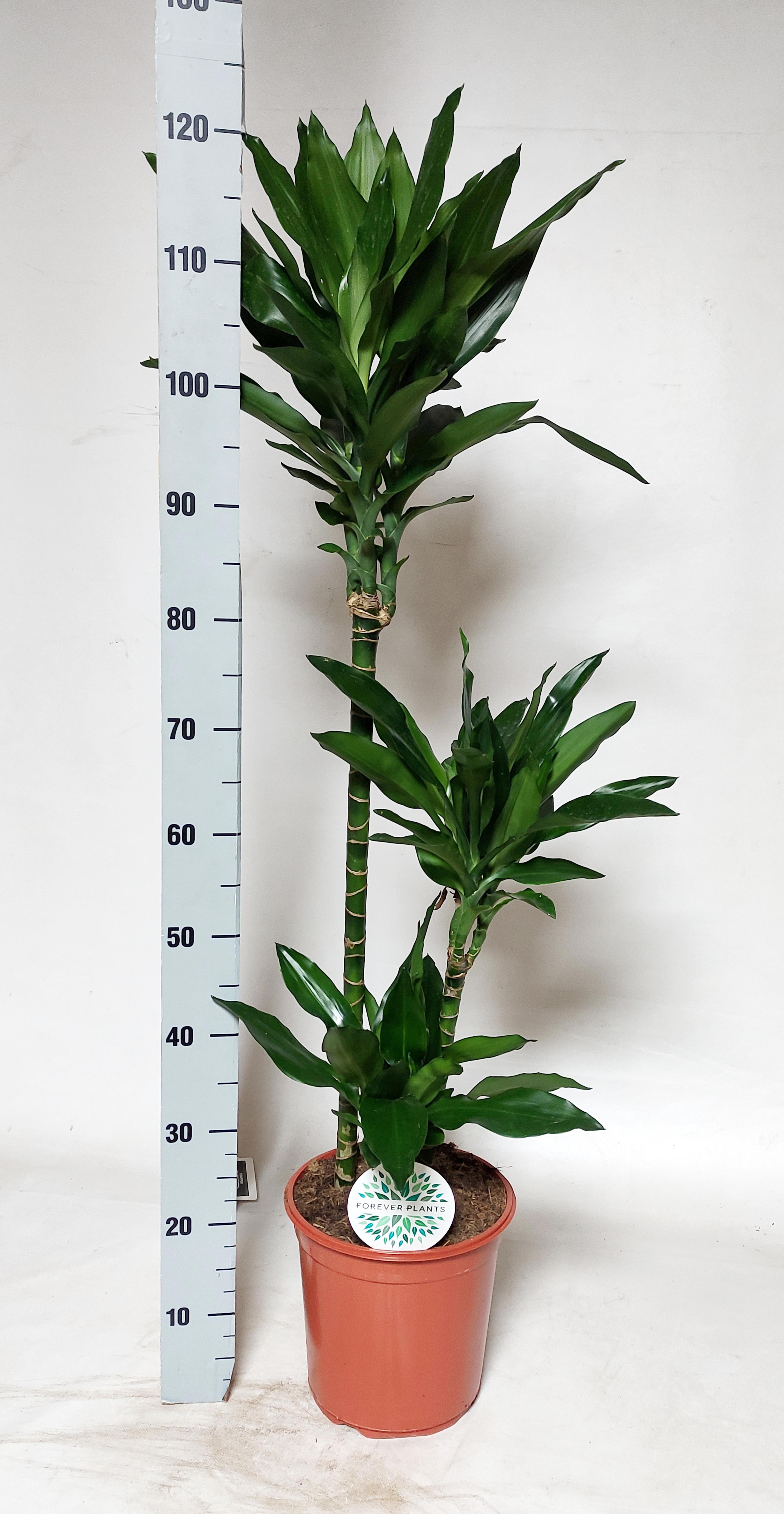 Горшечные цветы и растения оптом Dra De J Lind от 1шт из Голландии с доставкой по России