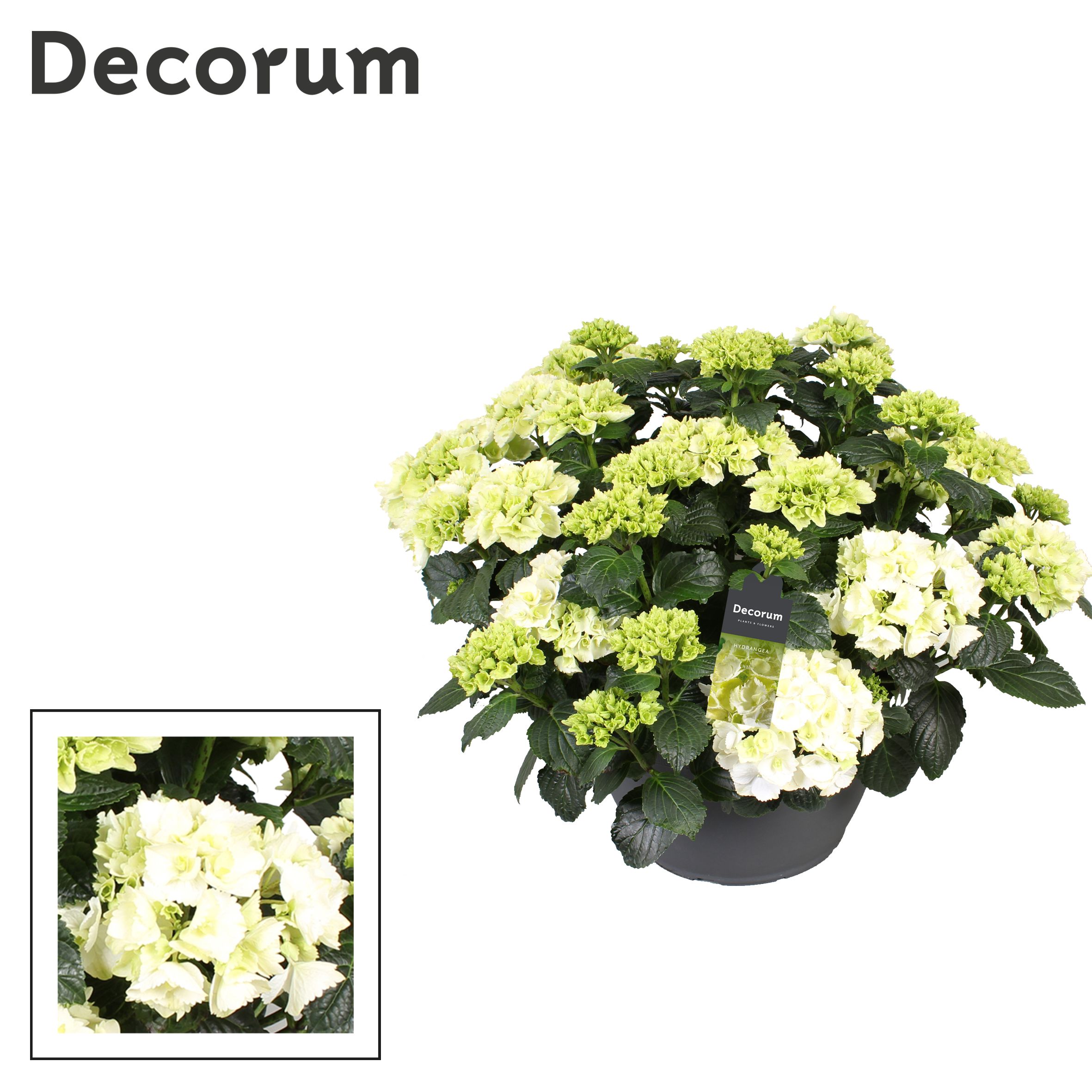 Горшечные цветы и растения оптом Hydrangea Ma White 25+ (decorum) от 1шт из Голландии с доставкой по России