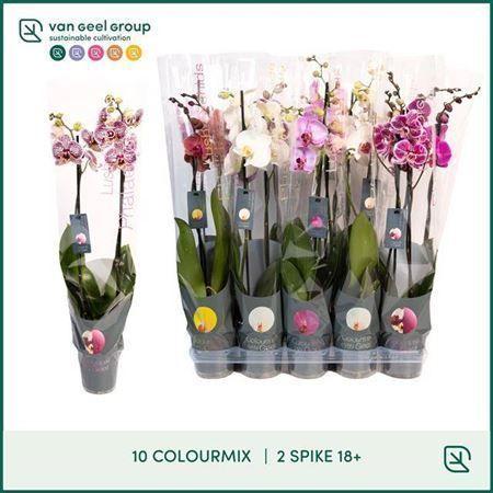 Горшечные цветы и растения оптом Phal 2st Mix 10 Colours 18+ (van Geel) от 10шт из Голландии с доставкой по России