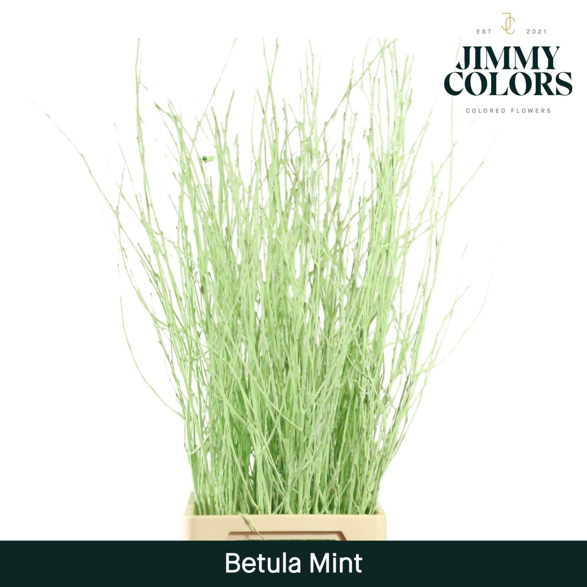 Срезанные цветы оптом Betula paint mint green от 10шт из Голландии с доставкой по России