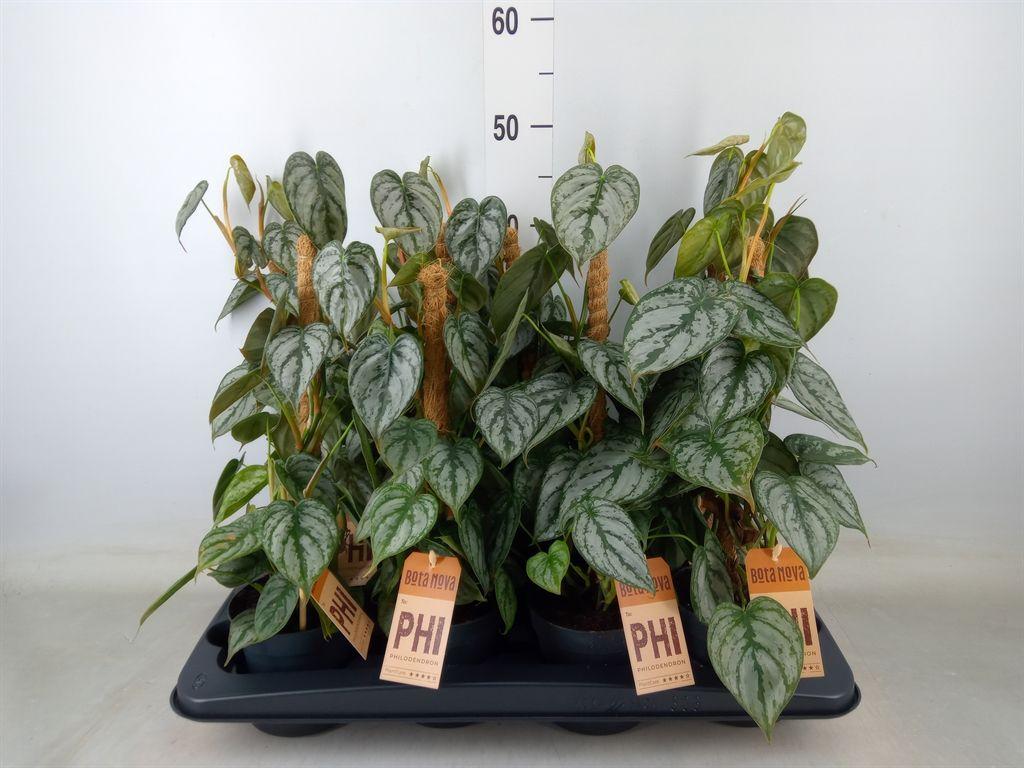 Горшечные цветы и растения оптом Philodendron Brandtianum от 8шт из Голландии с доставкой по России