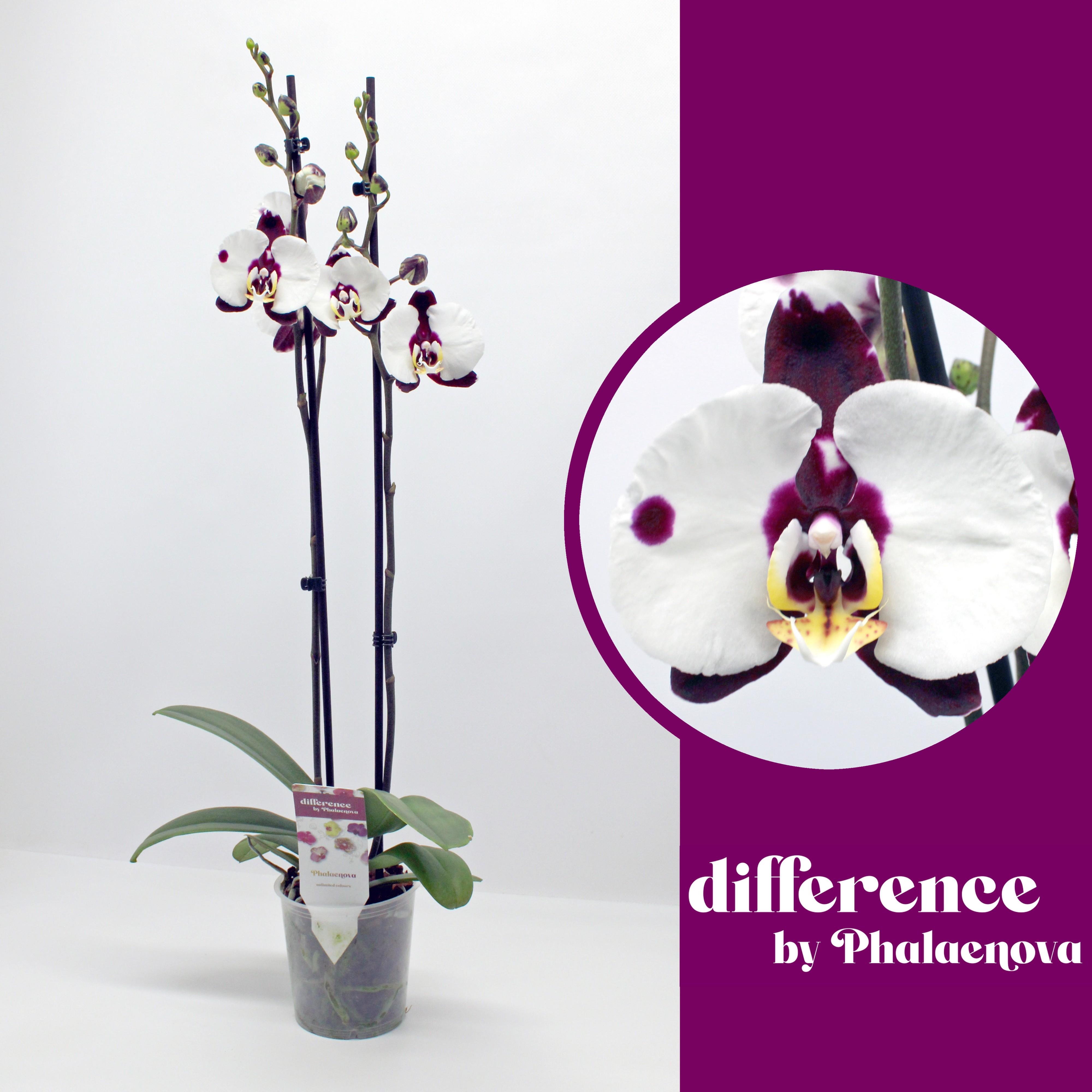 Горшечные цветы и растения оптом Phal 2st Polka Dots (phalaenova) от 10шт из Голландии с доставкой по России