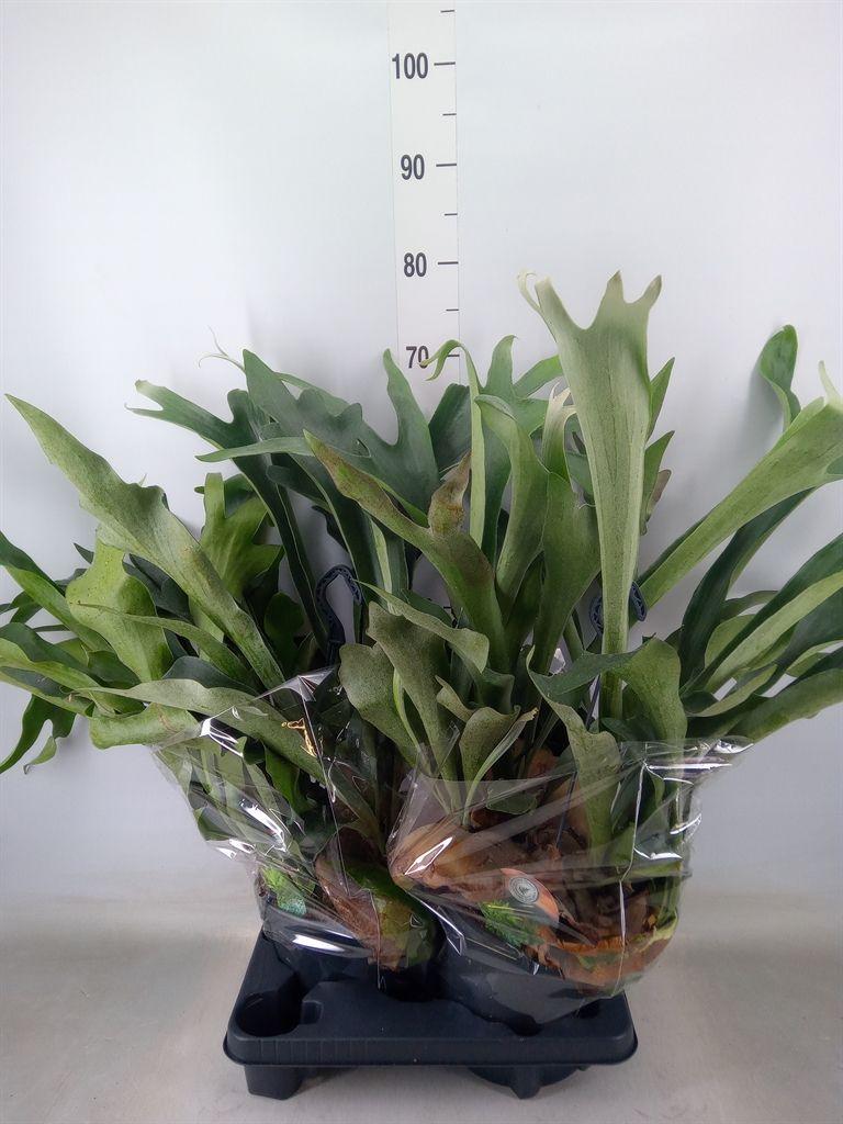 Горшечные цветы и растения оптом Platycerium Bifurc. от 2шт из Голландии с доставкой по России