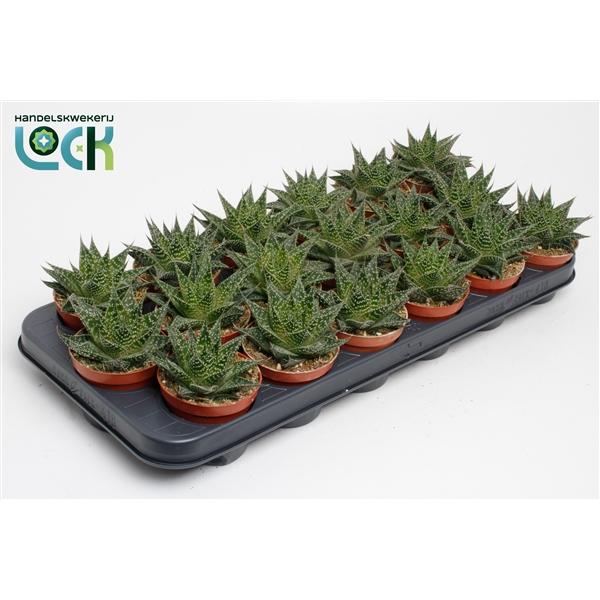 Горшечные цветы и растения оптом Aloe Aristata Special от 12шт (для телеги) из Голландии с доставкой по России