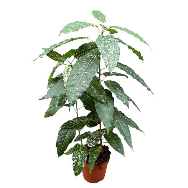 Горшечные цветы и растения оптом Ficus Snowstorm от 1шт из Голландии с доставкой по России