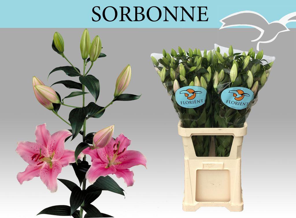 Срезанные цветы оптом Lilium or sorbonne от 30шт из Голландии с доставкой по России