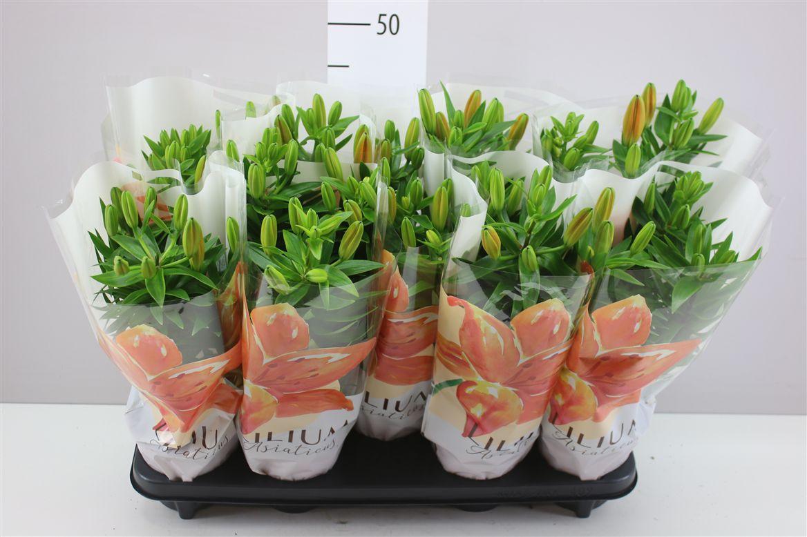 Горшечные цветы и растения оптом Lil Az Gemengd 3pp от 9шт из Голландии с доставкой по России