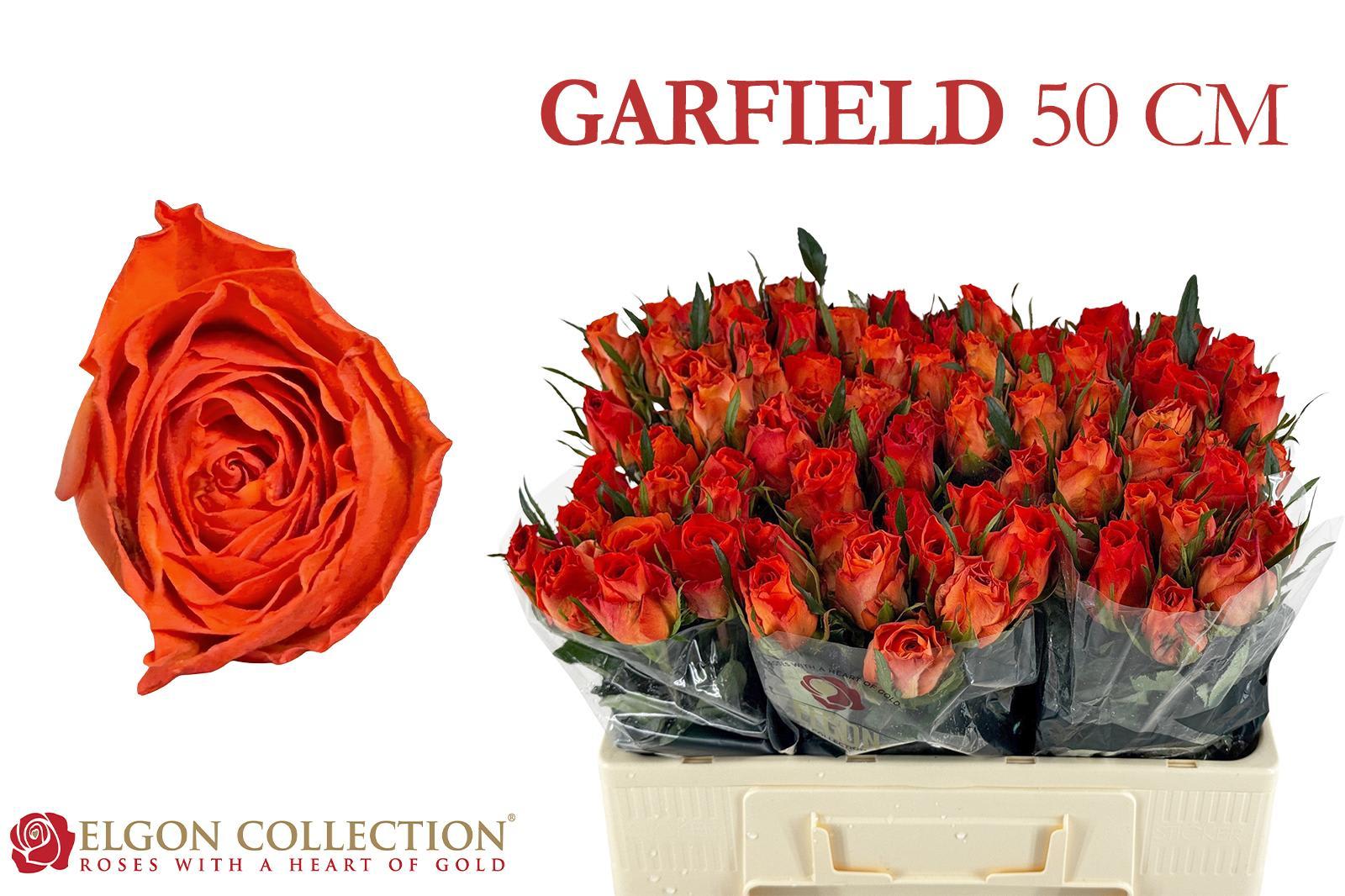 Срезанные цветы оптом Rosa large garfield+ от 440шт из Голландии с доставкой по России