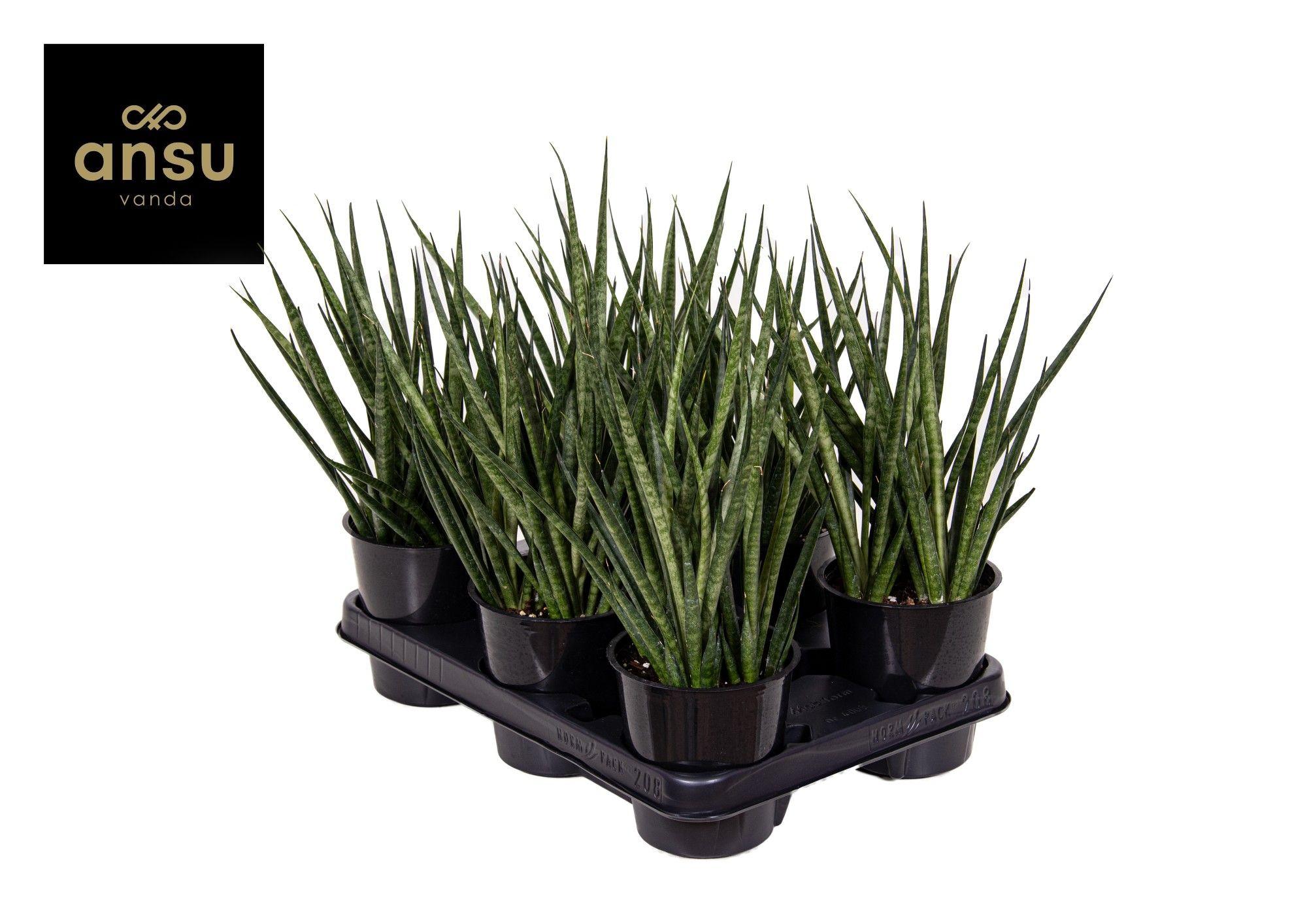 Горшечные цветы и растения оптом Sansevieria Comet Kichaka от 6шт из Голландии с доставкой по России