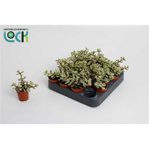 Горшечные цветы и растения оптом Portulacaria Afra Varigata от 20шт из Голландии с доставкой по России