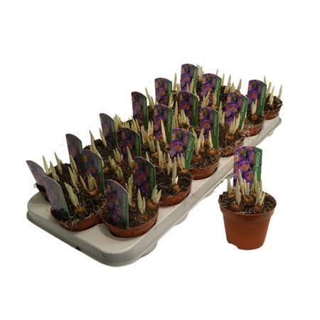 Горшечные цветы и растения оптом Crocus Tricolor от 18шт (для телеги) из Голландии с доставкой по России
