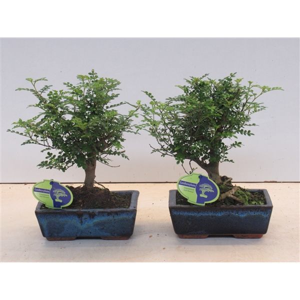 Горшечные цветы и растения оптом Bonsai Zanthoxylum Piperitum Broom, Without Dip T от 6шт из Голландии с доставкой по России