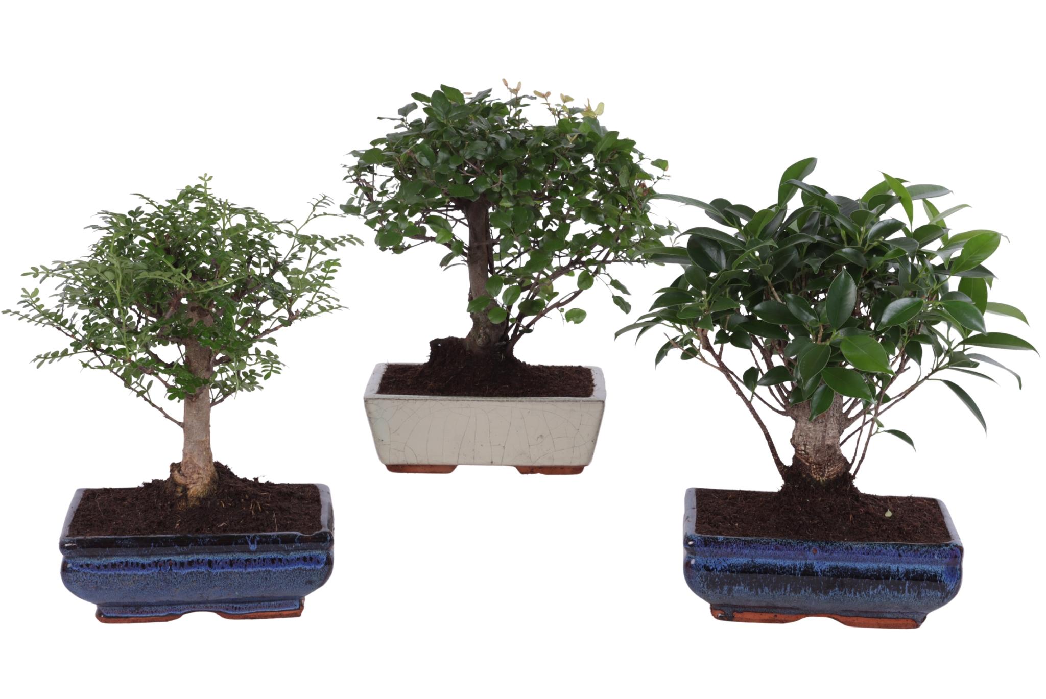 Горшечные цветы и растения оптом Bonsai Mix In Ceramic Ball Shape от 6шт из Голландии с доставкой по России