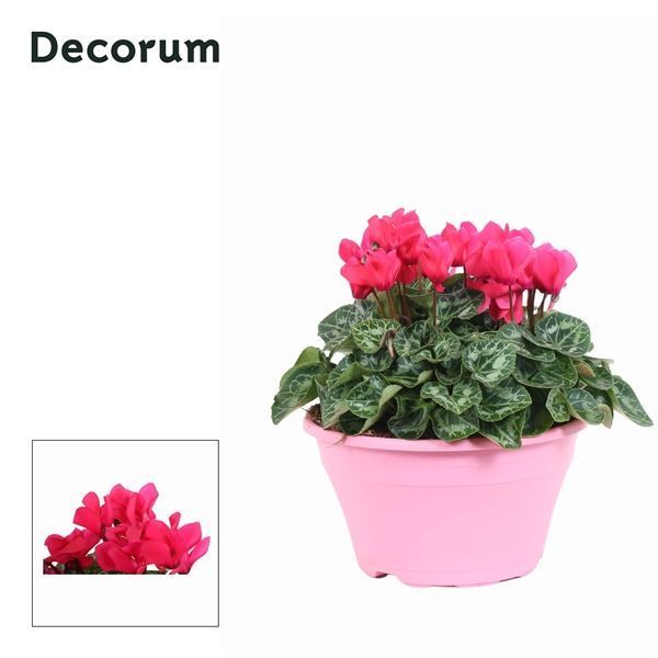 Горшечные цветы и растения оптом Cyclamen Lovely Moments Pink Bowl Ariel (decorum) от 1шт из Голландии с доставкой по России