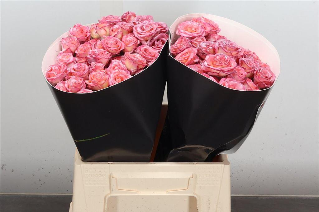 Срезанные цветы оптом Rosa spray wax white от 20шт из Голландии с доставкой по России