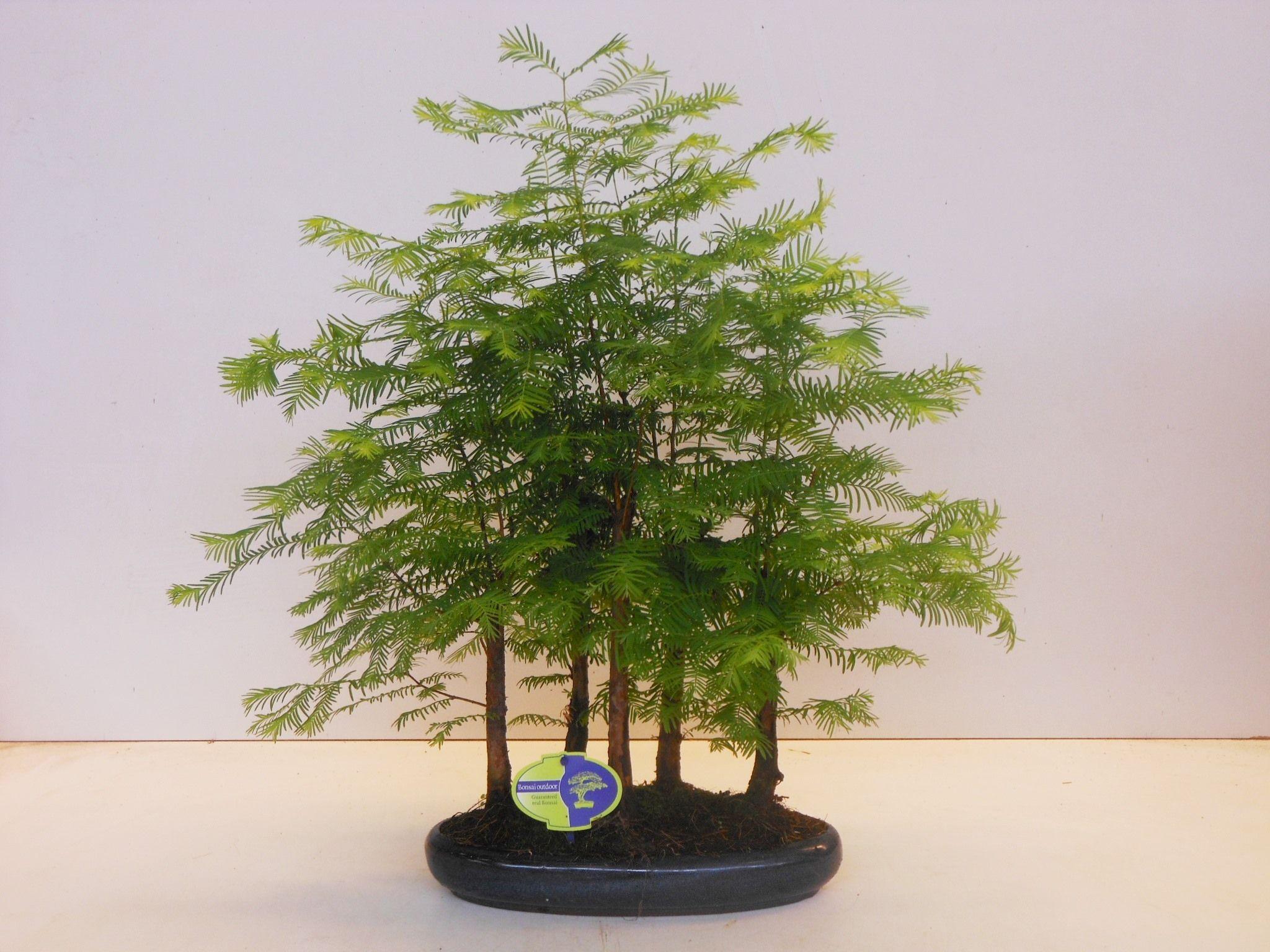 Горшечные цветы и растения оптом Metasequoia Glyptostroboides от 3шт из Голландии с доставкой по России