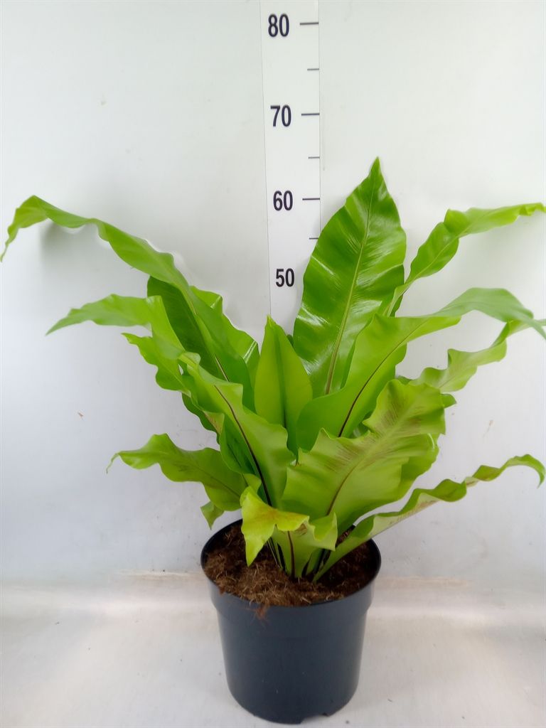 Горшечные цветы и растения оптом Asplenium Nidus от 1шт из Голландии с доставкой по России