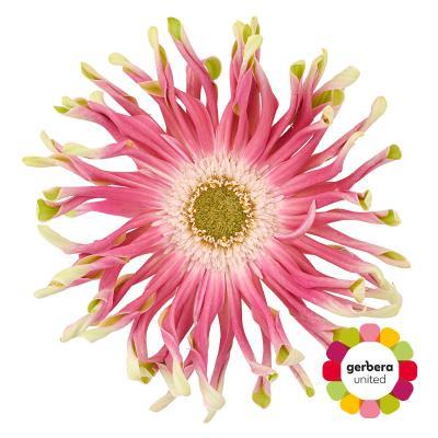 Срезанные цветы оптом Gerbera rebel craze от 25шт из Голландии с доставкой по России