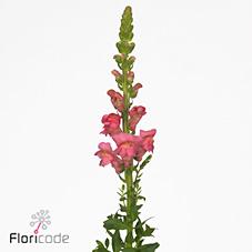 Срезанные цветы оптом Antirrhinum antibes pink от 60шт. из Голландии с доставкой по России