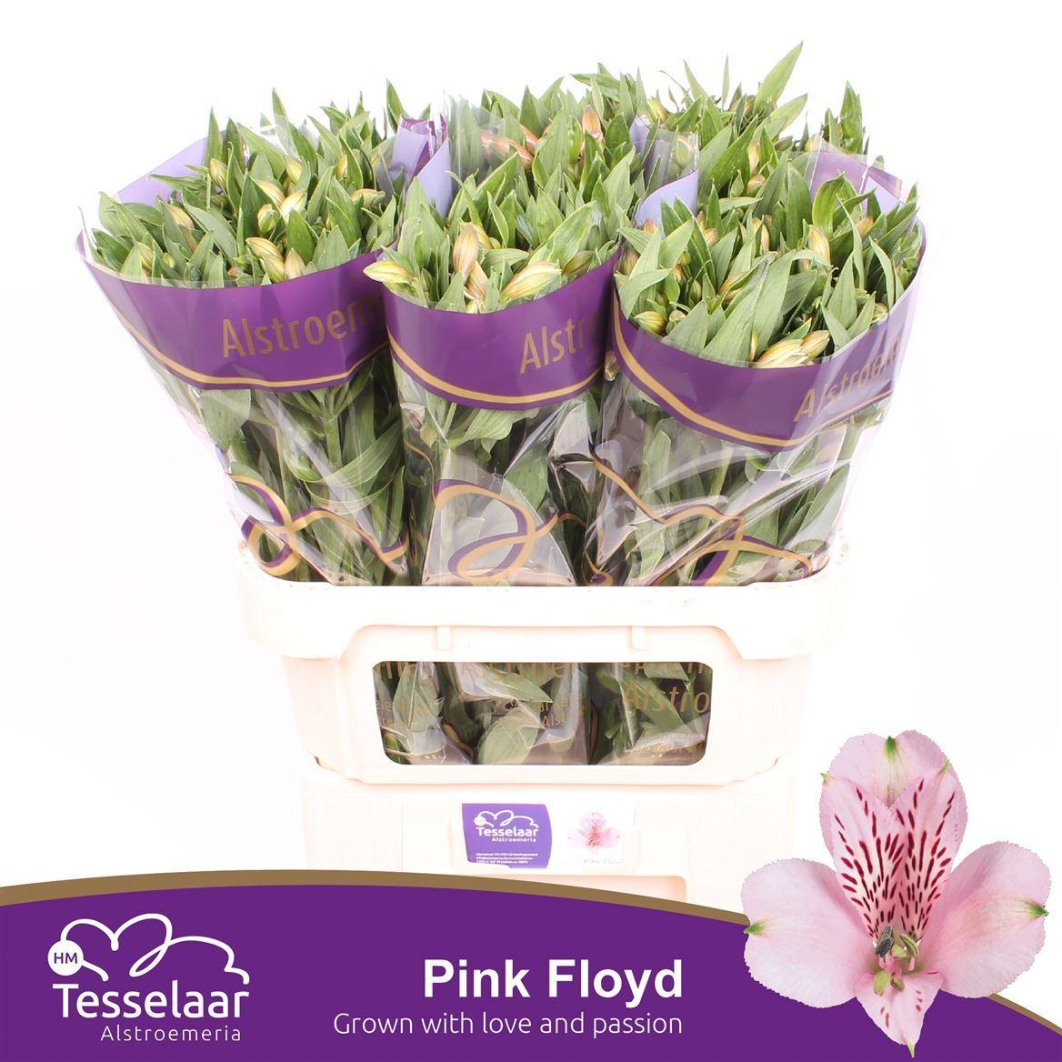 Срезанные цветы оптом Alstroemeria pink floyd от 60шт из Голландии с доставкой по России