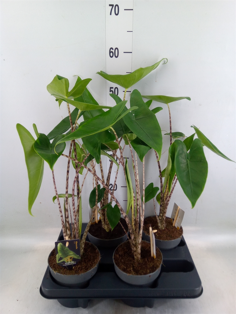 Горшечные цветы и растения оптом Alocasia Zebrina от 4шт (для телеги) из Голландии с доставкой по России