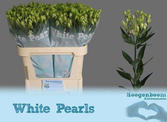 Срезанные цветы оптом Alstroemeria fl white pearls от 40шт из Голландии с доставкой по России