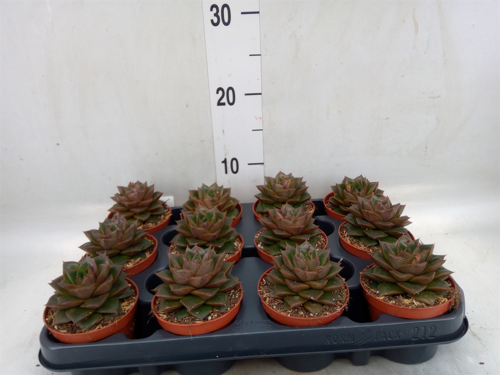 Горшечные цветы и растения оптом Echeveria Purpusorum от 12шт (для телеги) из Голландии с доставкой по России