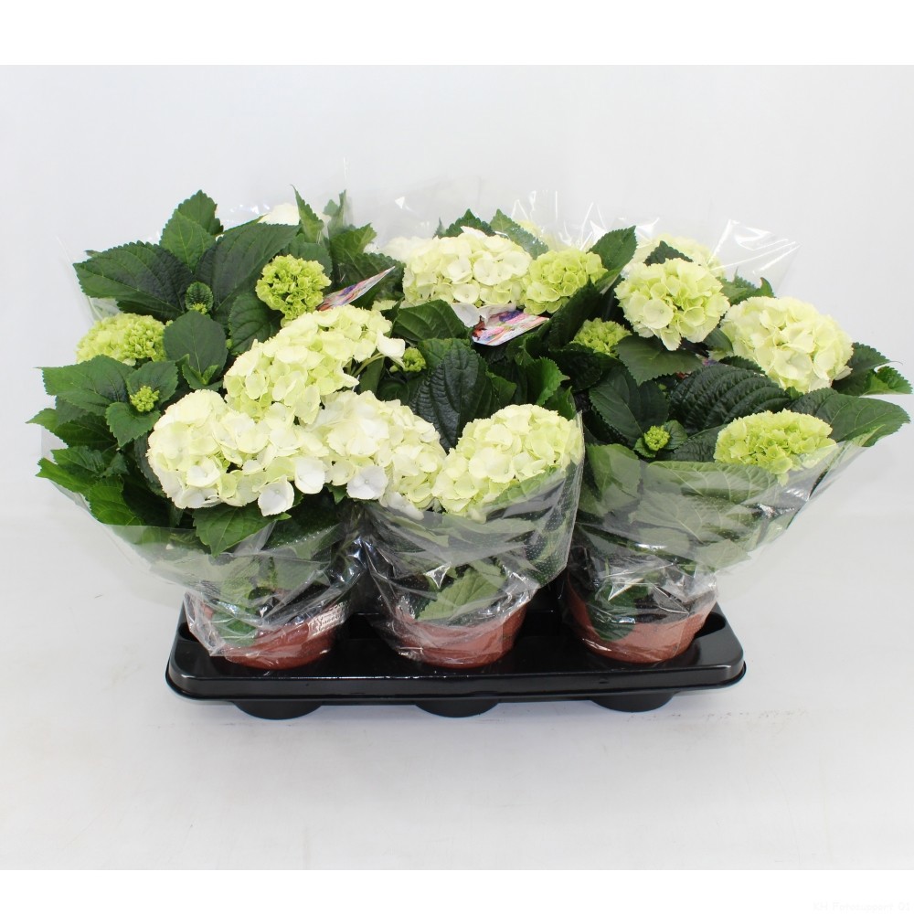Горшечные цветы и растения оптом Hydrangea Ma White 4+ от 6шт из Голландии с доставкой по России