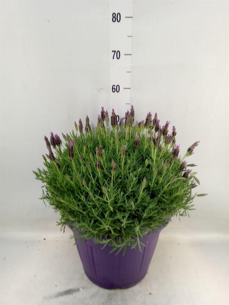 Горшечные цветы и растения оптом Lavandula Stoec. от 1шт из Голландии с доставкой по России