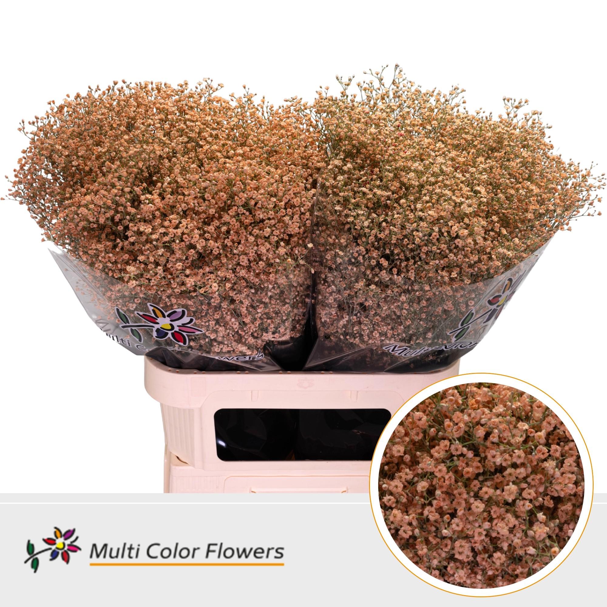 Срезанные цветы оптом Gyps fine paint apricot от 50шт. из Голландии с доставкой по России