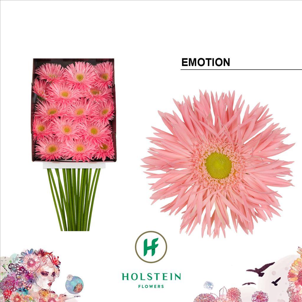 Срезанные цветы оптом Gerbera diamond gerspider big emotion от 15шт из Голландии с доставкой по России