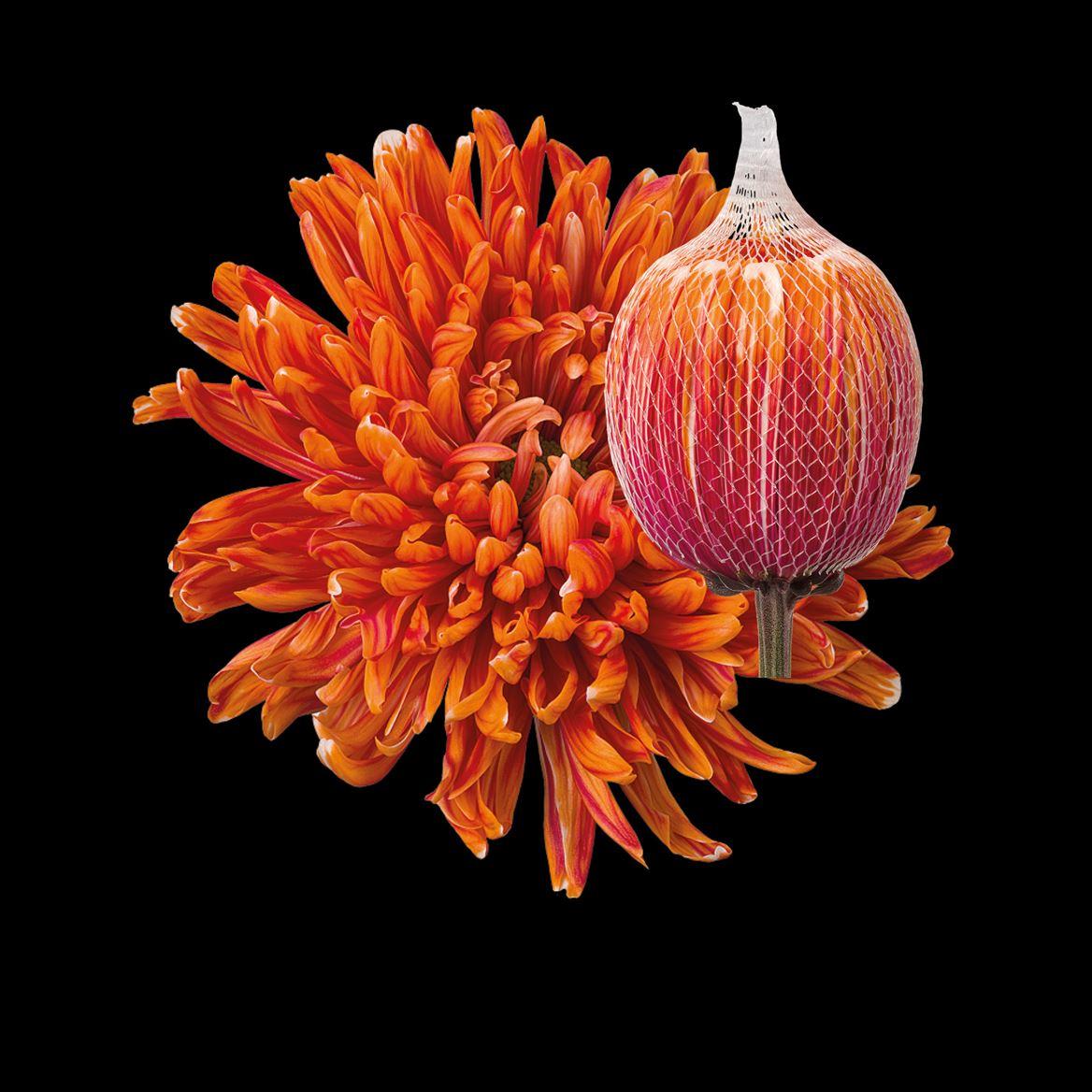 Срезанные цветы оптом Chrys bl paint antonov roma от 40шт из Голландии с доставкой по России