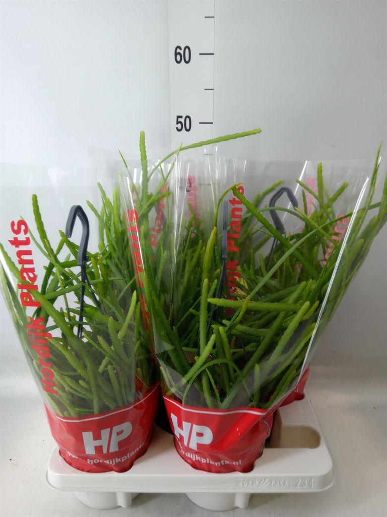 Горшечные цветы и растения оптом Lepismium Bolivianum от 4шт из Голландии с доставкой по России