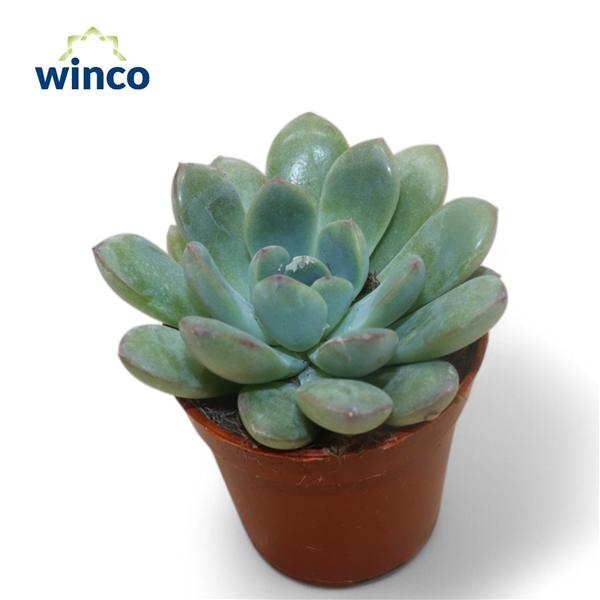 Горшечные цветы и растения оптом Echeveria Morning Dew от 20шт (для телеги) из Голландии с доставкой по России
