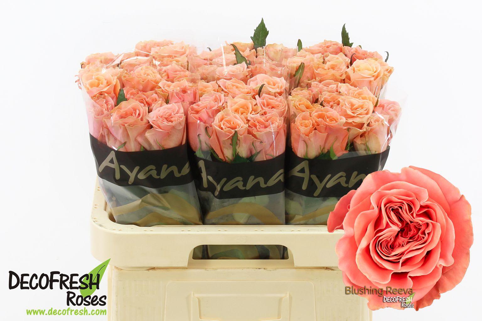 Срезанные цветы оптом Rosa large blushing reeva от 60шт из Голландии с доставкой по России