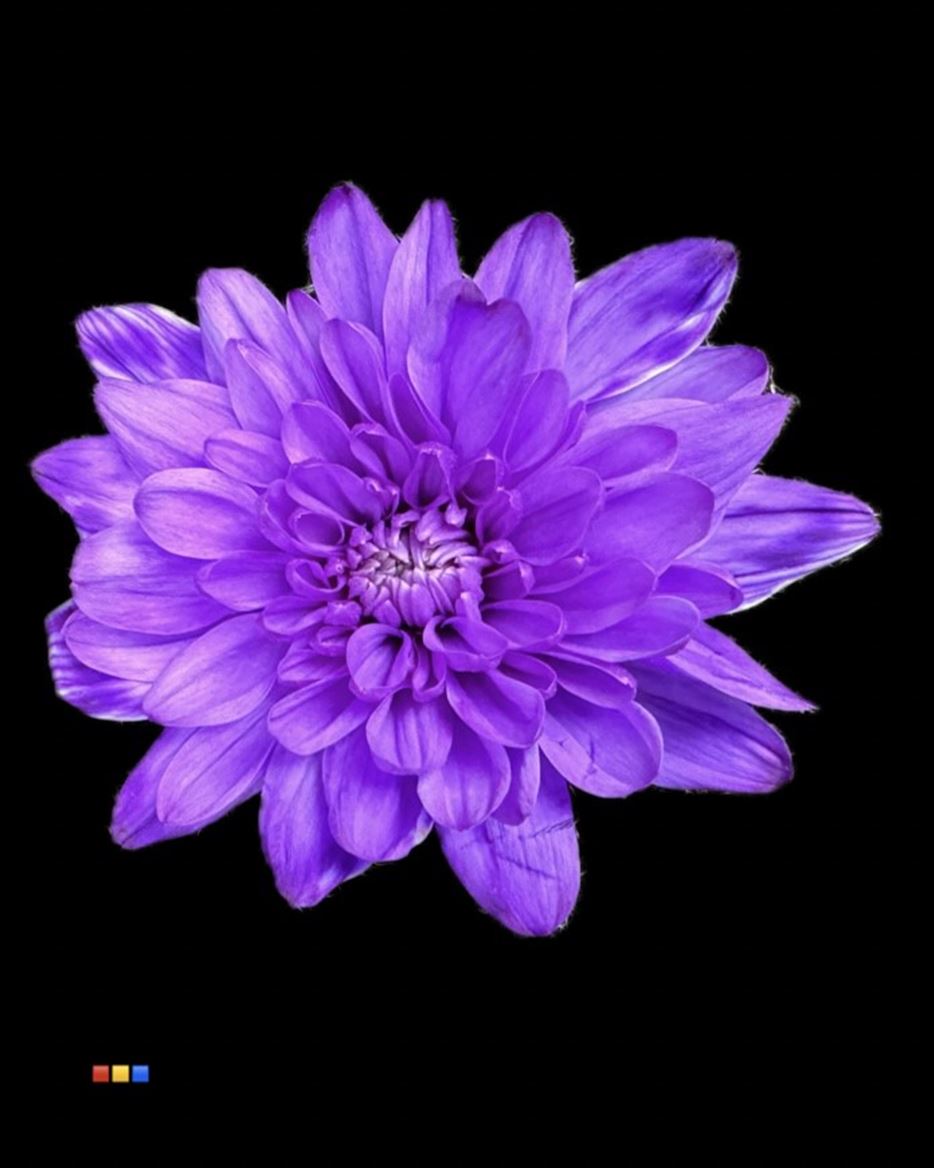Срезанные цветы оптом Chrys sp paint euro lilac от 40шт из Голландии с доставкой по России