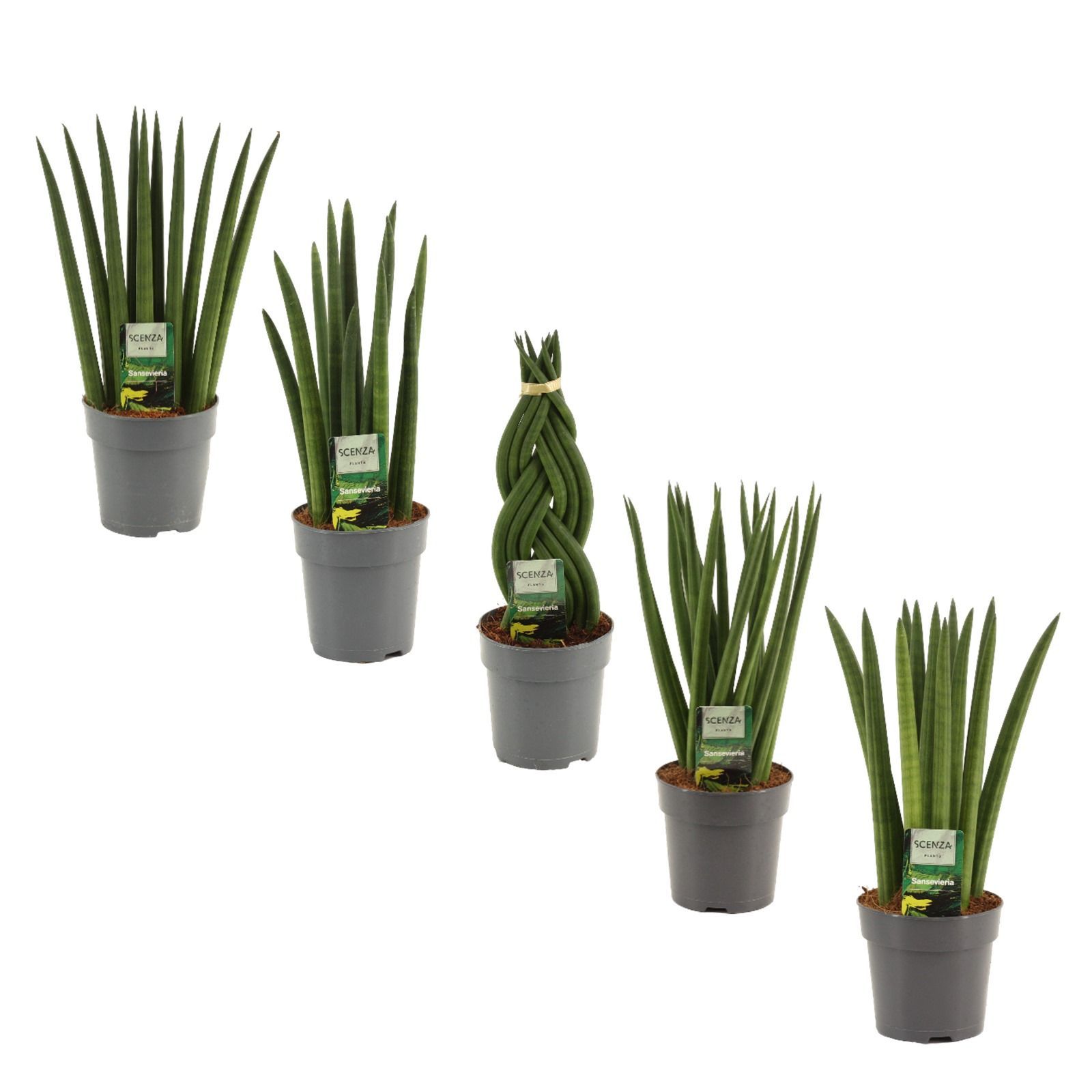 Горшечные цветы и растения оптом Sansevieria Cylindrica Mix от 10шт из Голландии с доставкой по России
