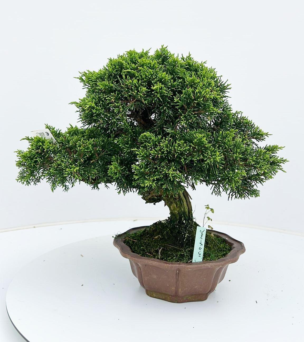 Горшечные цветы и растения оптом Juniperus Chinensis, 18cm., Height 35cm.. (single от 1шт из Голландии с доставкой по России