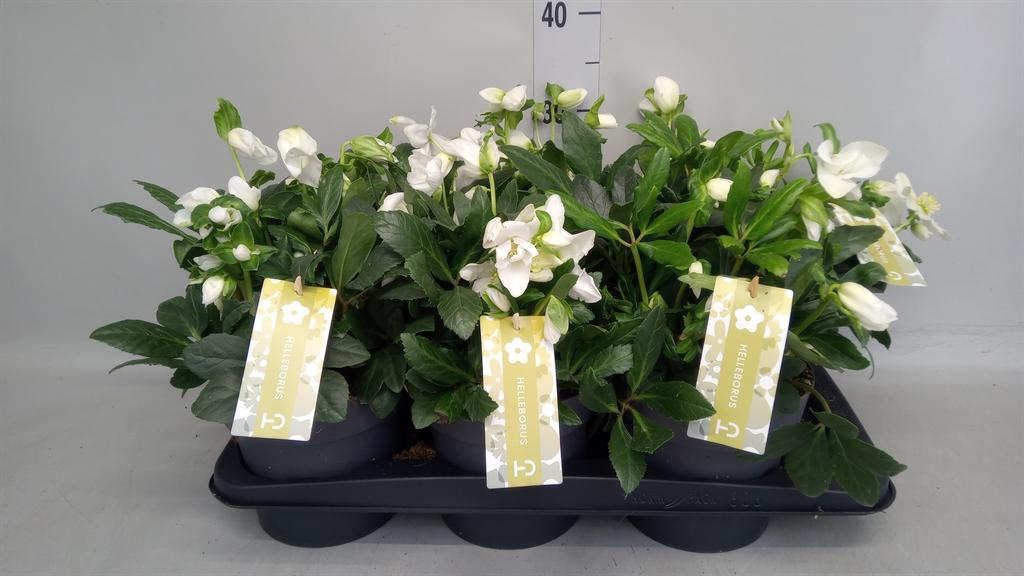 Горшечные цветы и растения оптом Helleborus Niger advent Star от 6шт из Голландии с доставкой по России