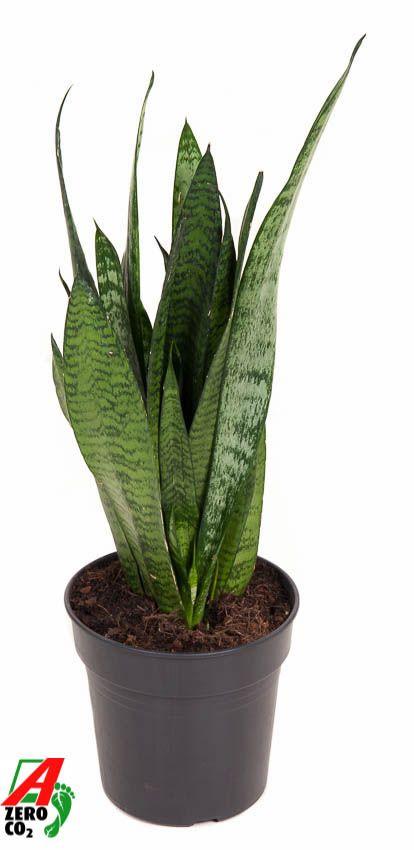 Горшечные цветы и растения оптом Sansevieria Zeylanica от 1шт из Голландии с доставкой по России
