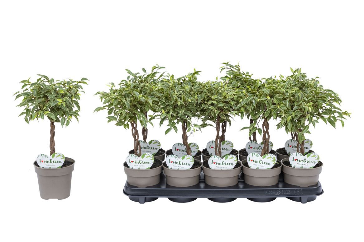 Горшечные цветы и растения оптом Ficus Be Kumani Twisted Stem от 10шт из Голландии с доставкой по России